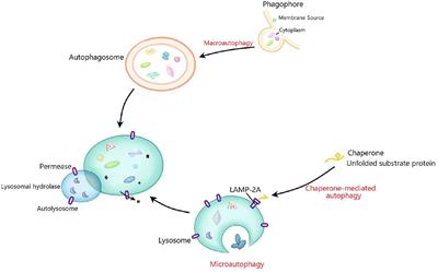 The Role of the Interplay Between Autophagy and NLRP3 Inflammasome in Metabolic Disorders